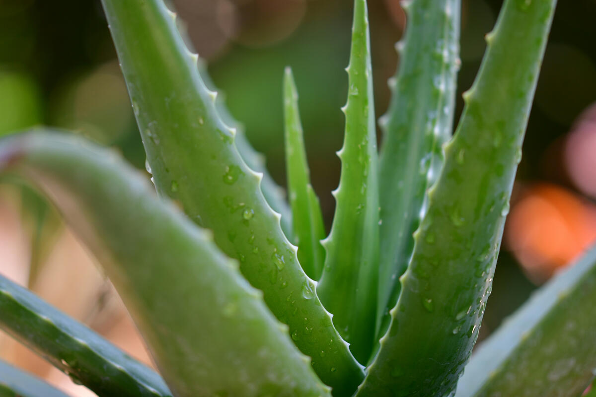 Aloe landscape w droplets